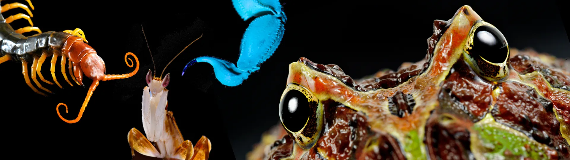 Predatori del microcosmo - La lotta per la sopravvivenza di ragni, insetti, anfibi e rettili
